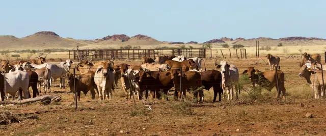 Brahman-cross cattle coming in to water at yards on a station in the Pilbara