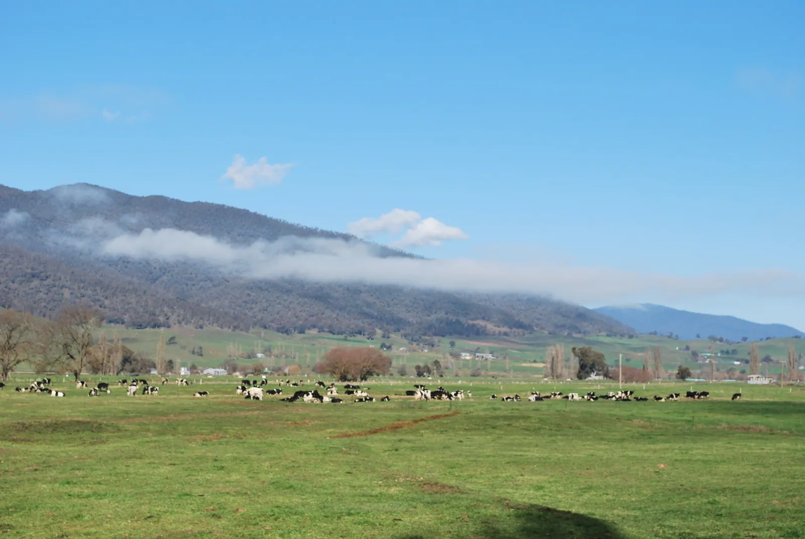 Black-and-white dairy cows grazing a green river flat below misty hills on the upper Murray River, north-east Victoria