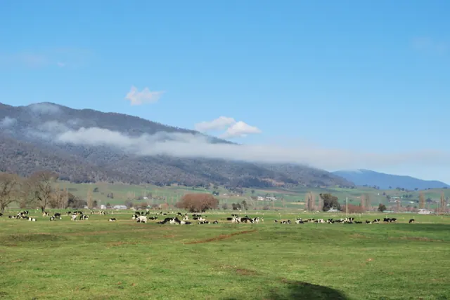 Dairy cows on green river flats below misty hills on the upper Murray
