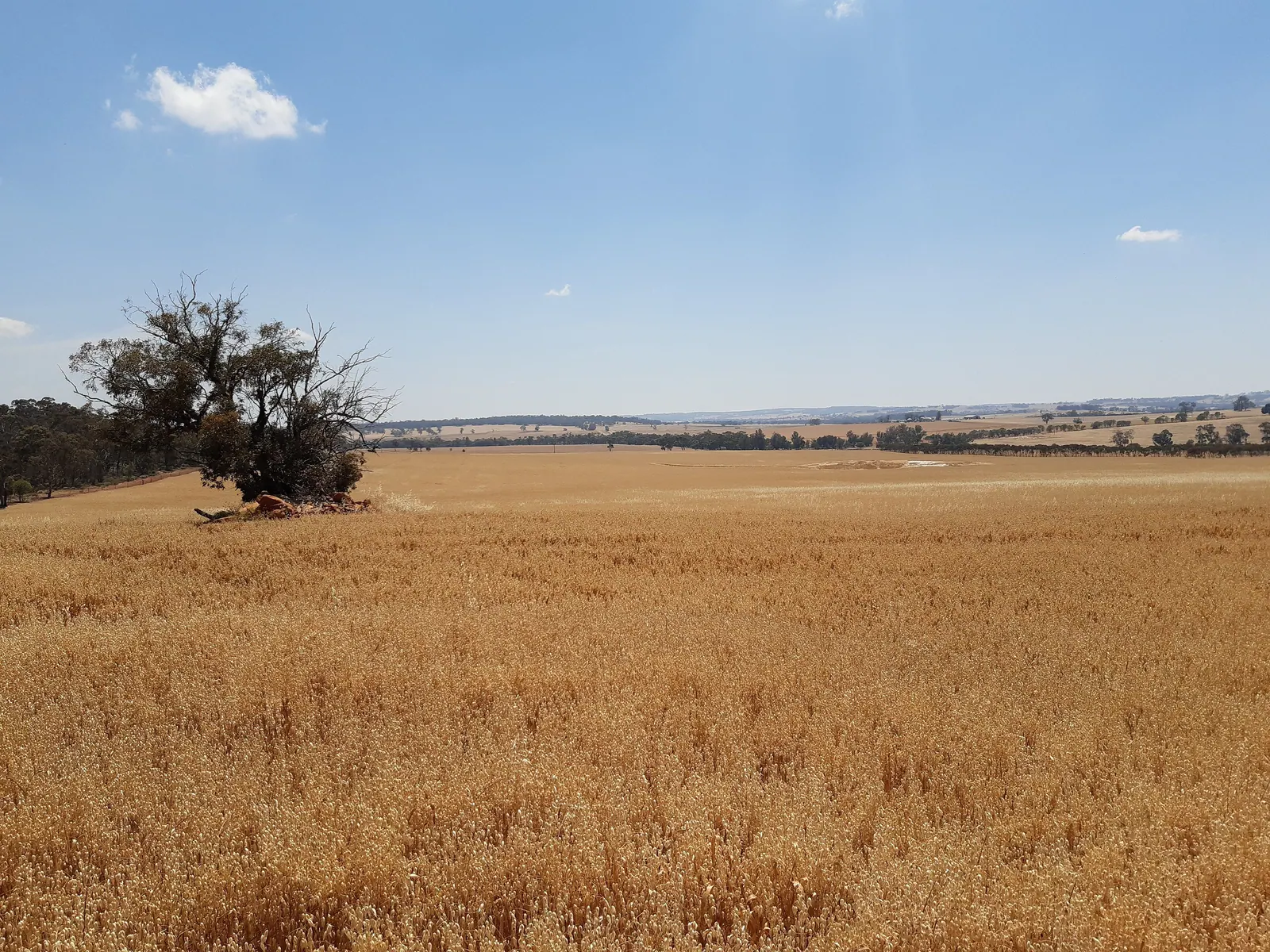 Golden wheat paddocks under a blue sky in the Western Australian Wheatbelt, north of Dryandra Woodland
