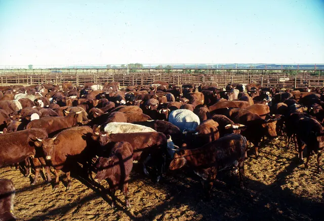 Pens full of cattle at a saleyard