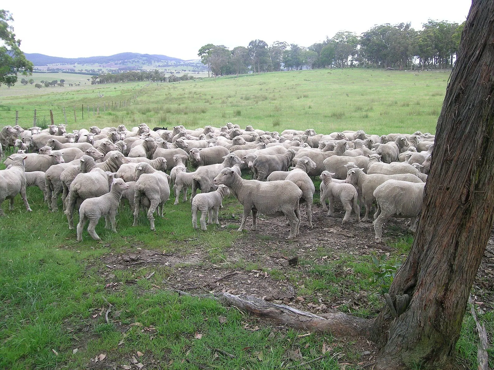 A mob of superfine Merino ewes and lambs on green tableland pasture at Walcha, New South Wales