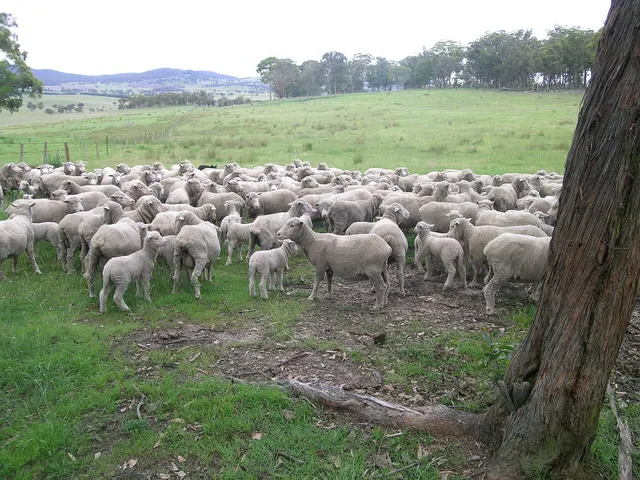 A mob of Merino ewes and lambs in a paddock