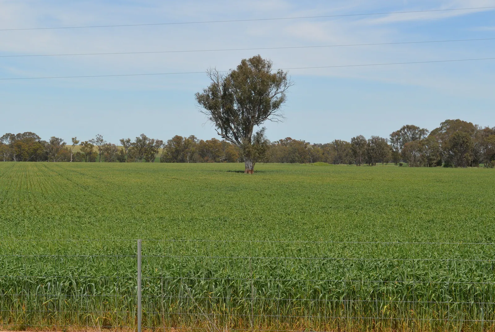 A golden wheat field beside the Cowra Road near Grenfell, New South Wales