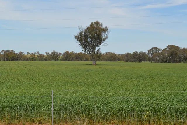 A lone gum tree in a green wheat paddock