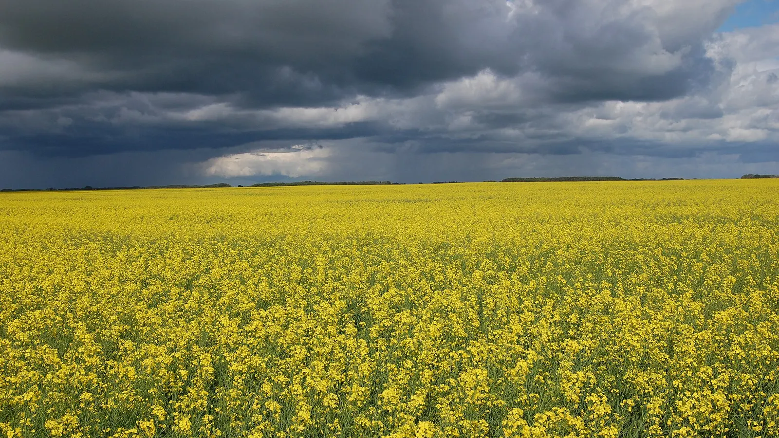 A yellow canola field in flower under dark storm clouds