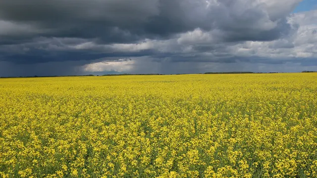 A yellow canola field in flower under dark storm clouds