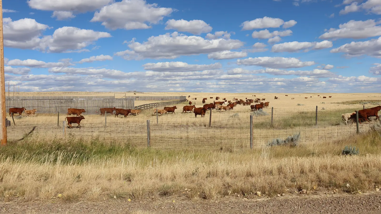 Red beef cattle walking along a wire fence on dry golden rangeland under a sky full of white clouds near Onefour, Alberta
