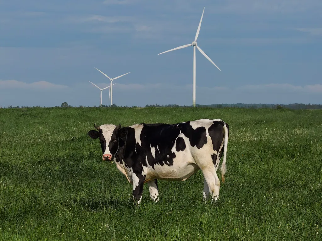 Une génisse Holstein noir et blanc dans un pâturage vert près de Saint-Gédéon, Quebec, avec des éoliennes derrière