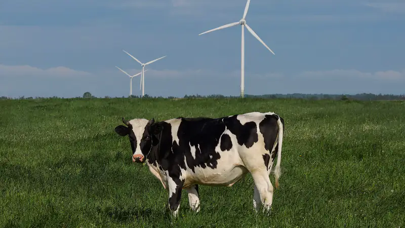 A black-and-white Holstein heifer in a green pasture near Saint-Gédéon, Quebec, wind turbines behind