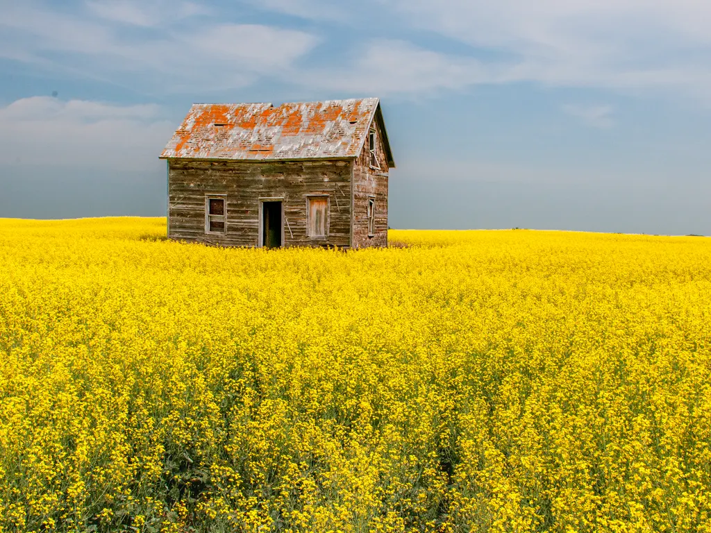 Une vieille maison de colon en bois dans un champ de canola jaune près de Dilke, Saskatchewan