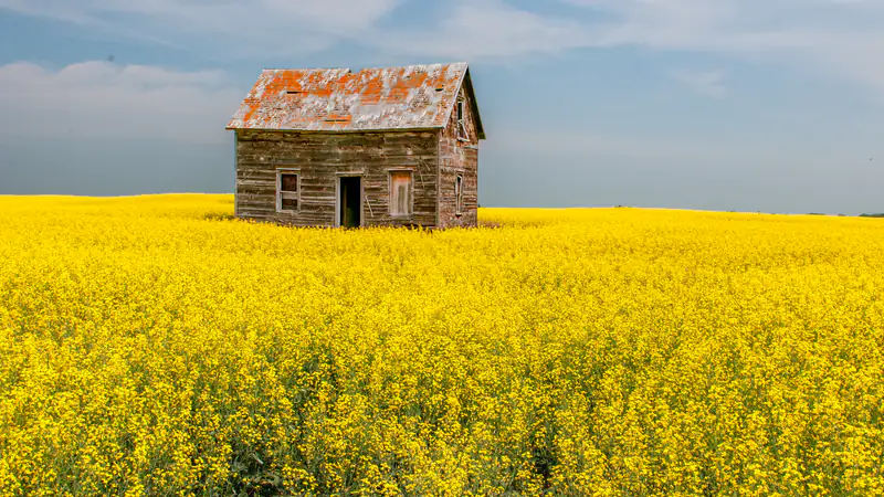 Une vieille maison de colon en bois dans un champ de canola jaune près de Dilke, Saskatchewan