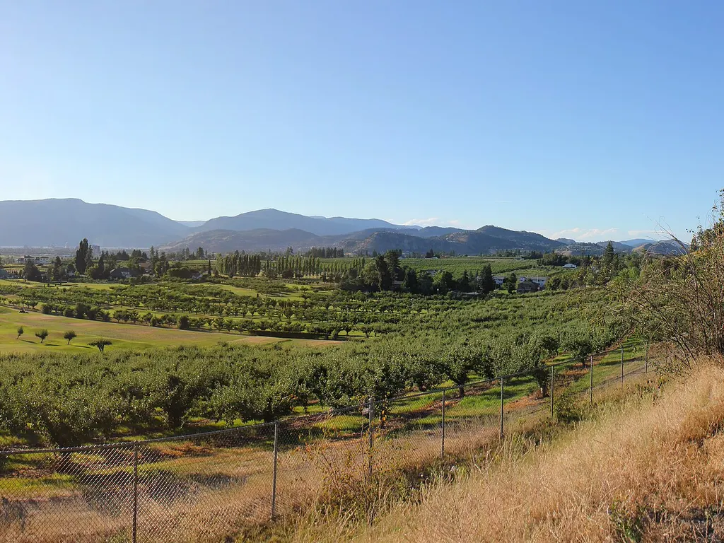 Des rangs d’arbres fruitiers dans l’Okanagan Valley près de Kelowna, British Columbia, avec des montagnes derrière