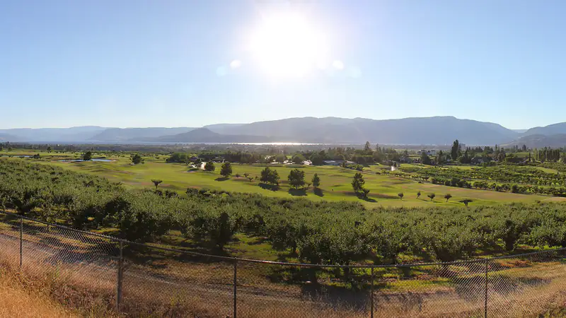 Des rangs d’arbres fruitiers dans l’Okanagan Valley près de Kelowna, British Columbia, avec des montagnes derrière