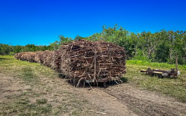 Cut sugar cane stacked high on a line of cane trucks, waiting to go to the mill