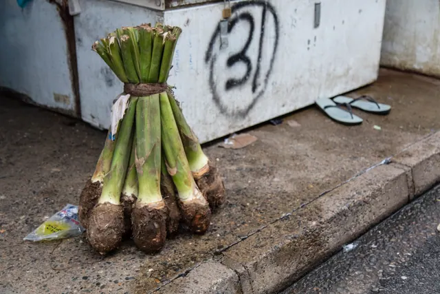 A bundle of dalo (taro) corms with their stems tied together for sale in Suva