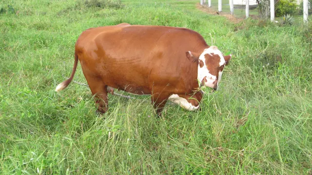 A brown and white cow grazing on green grass in Fiji