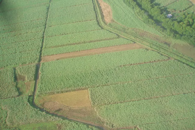 Blocks of green sugar cane and a harvested field around Labasa, seen from the air