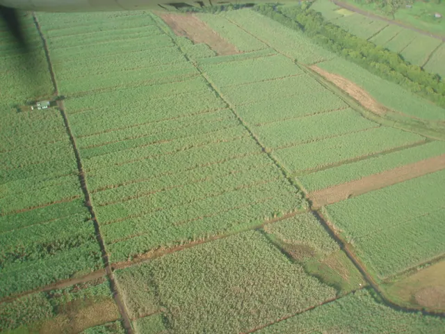 The patchwork of sugar cane fields around Labasa, seen from the air