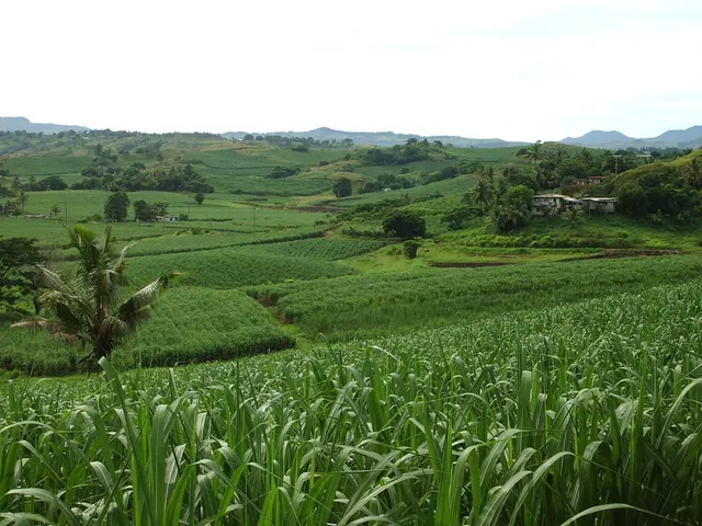 Green sugar cane farms on rolling hills