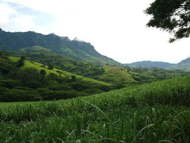Young sugar cane on a farm at Sabeto, with the Sleeping Giant range behind