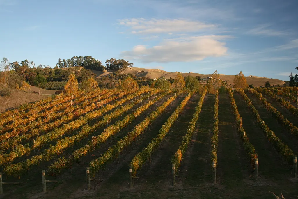 A Hawke’s Bay vineyard in autumn colour, rows of golden vines running up to the hills