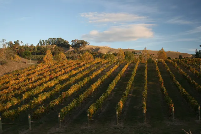A Hawke’s Bay vineyard in autumn colour, rows of golden vines running up to the hills