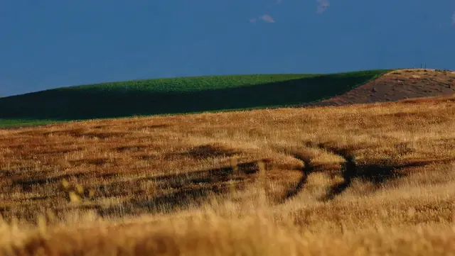 Long golden grass rippling across a back paddock below a green ridge and a deep blue sky