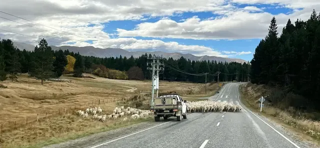 A farm ute moving a mob of sheep along a country road between pines and dry paddocks near Naseby