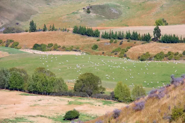 Sheep dotted across a green pasture between dry hills, pine shelterbelts and willows in Otago