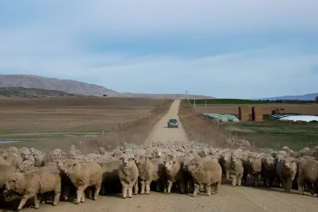 A big mob of sheep filling a gravel road across the flat Maniototo near Patearoa, with a car waiting behind