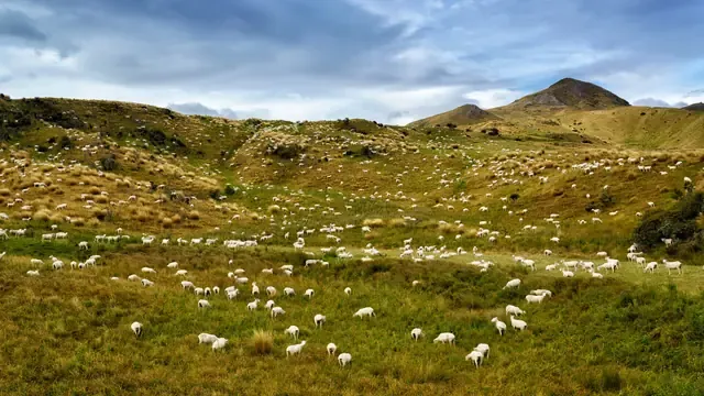 Hundreds of sheep grazing a tussock valley below rocky hills in Otago