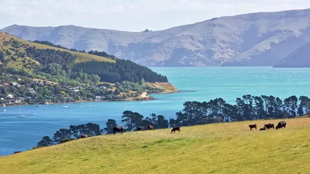 Beef cattle grazing a green hill above the blue water of Akaroa Harbour, with hills behind