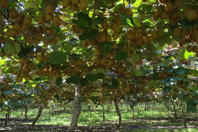 Rows of kiwifruit vines on overhead pergolas, heavy with fruit ready for the autumn harvest