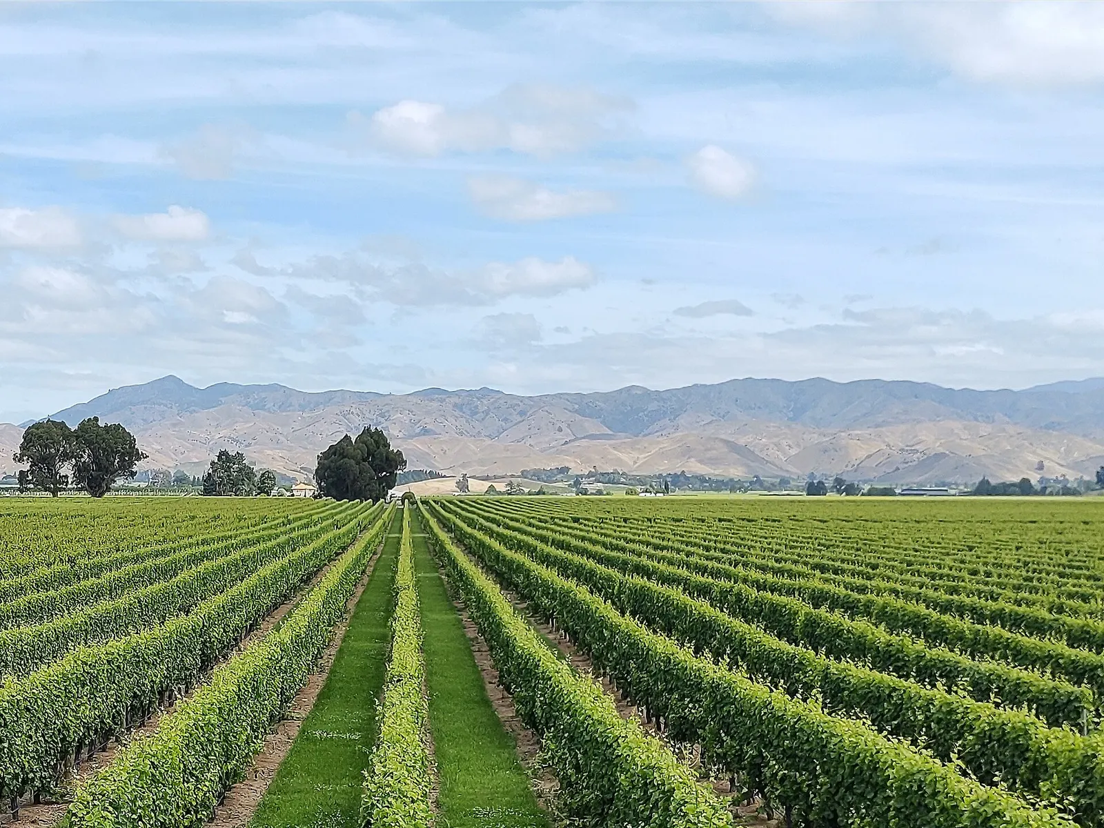 Long straight rows of vines across the flat Wairau Valley, with the Wither Hills behind