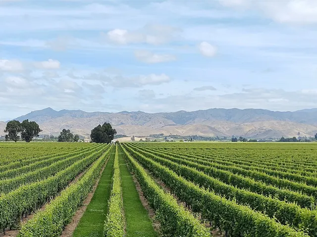 Long straight rows of vines across the flat Wairau Valley, with the Wither Hills behind