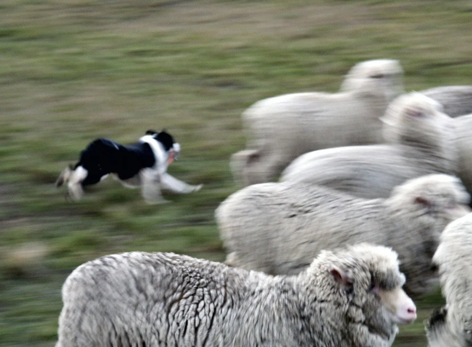 A working dog running beside a mob of Merino sheep