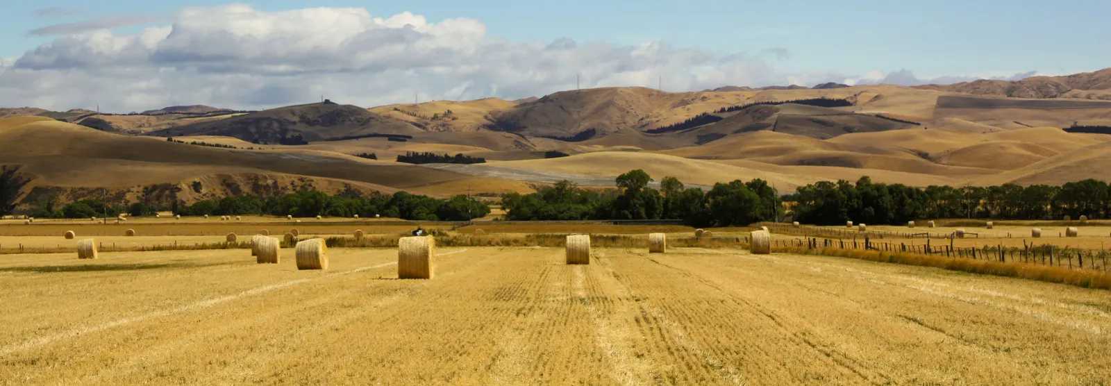 Round straw bales on a golden harvested paddock below dry rolling hills in North Canterbury