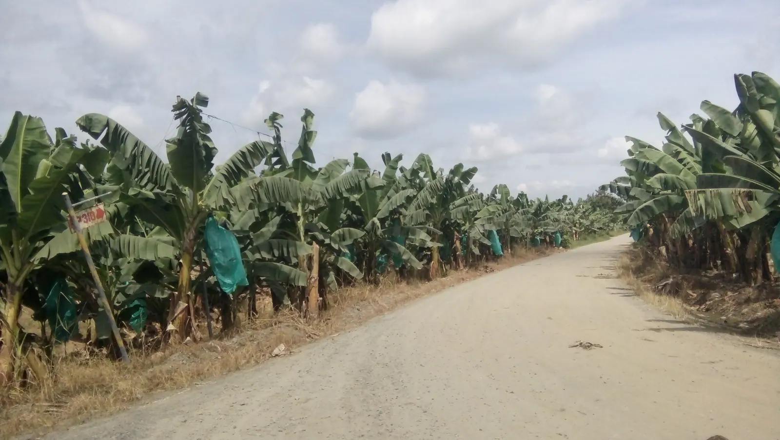A farm road between banana plants with bagged bunches in Tagum, Davao del Norte