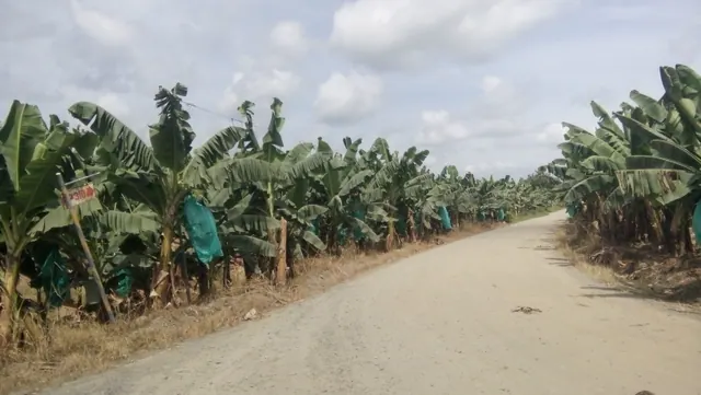 A farm road between banana plants with bagged bunches in Tagum, Davao del Norte