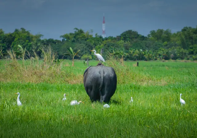 A carabao and white egrets in a green rice field