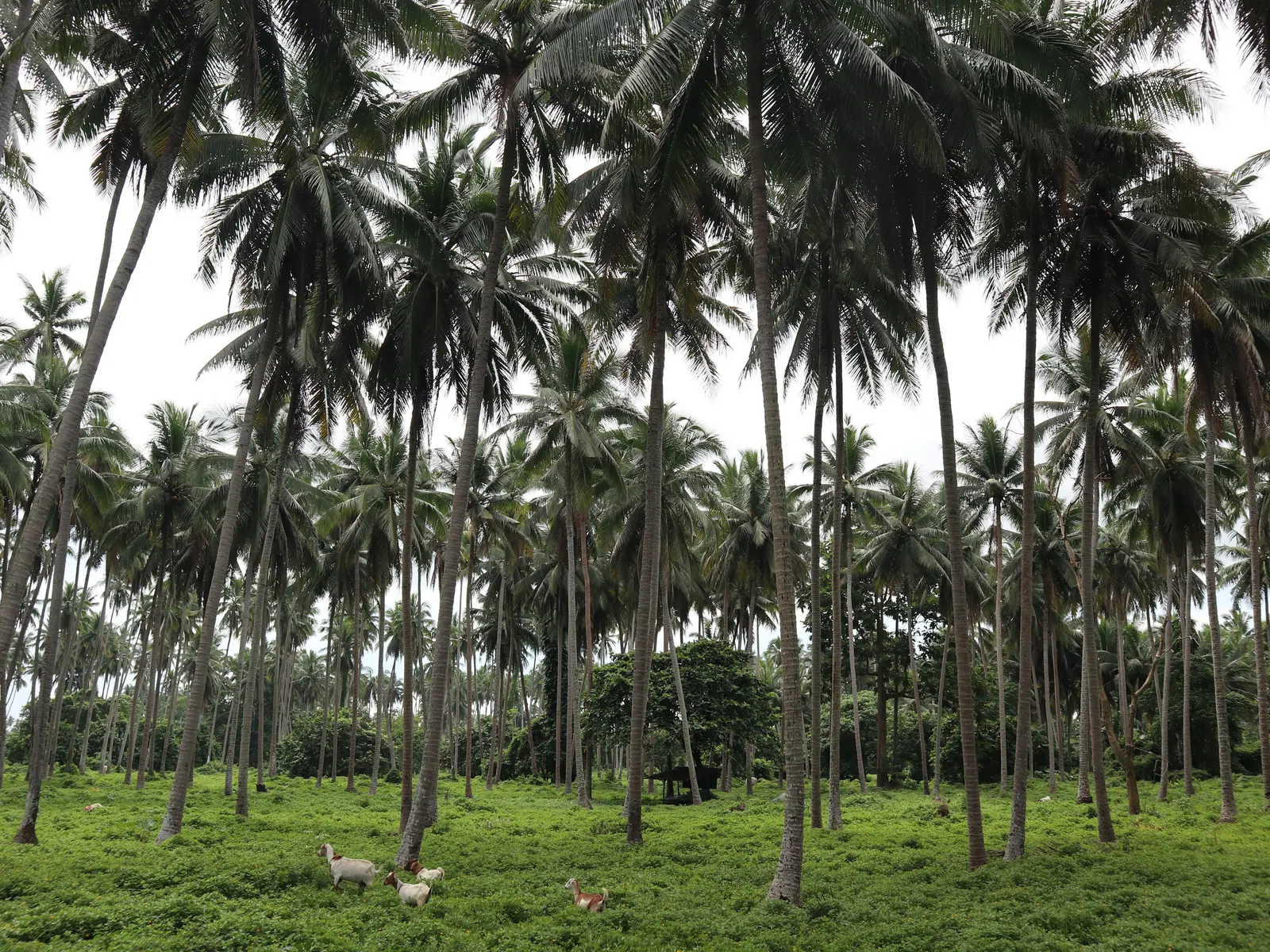 Rows of tall coconut palms over green grass in Tiaong, Quezon