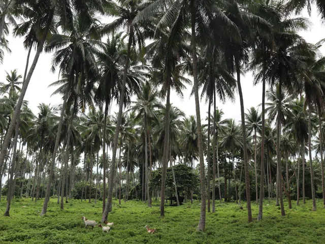 Rows of tall coconut palms over green grass in Tiaong, Quezon