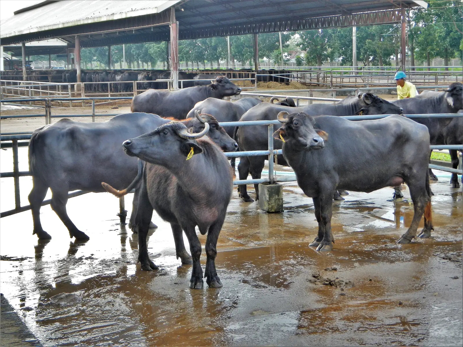 Black Bulgarian Murrah dairy buffaloes with curled horns standing in a wet holding pen under long open sheds