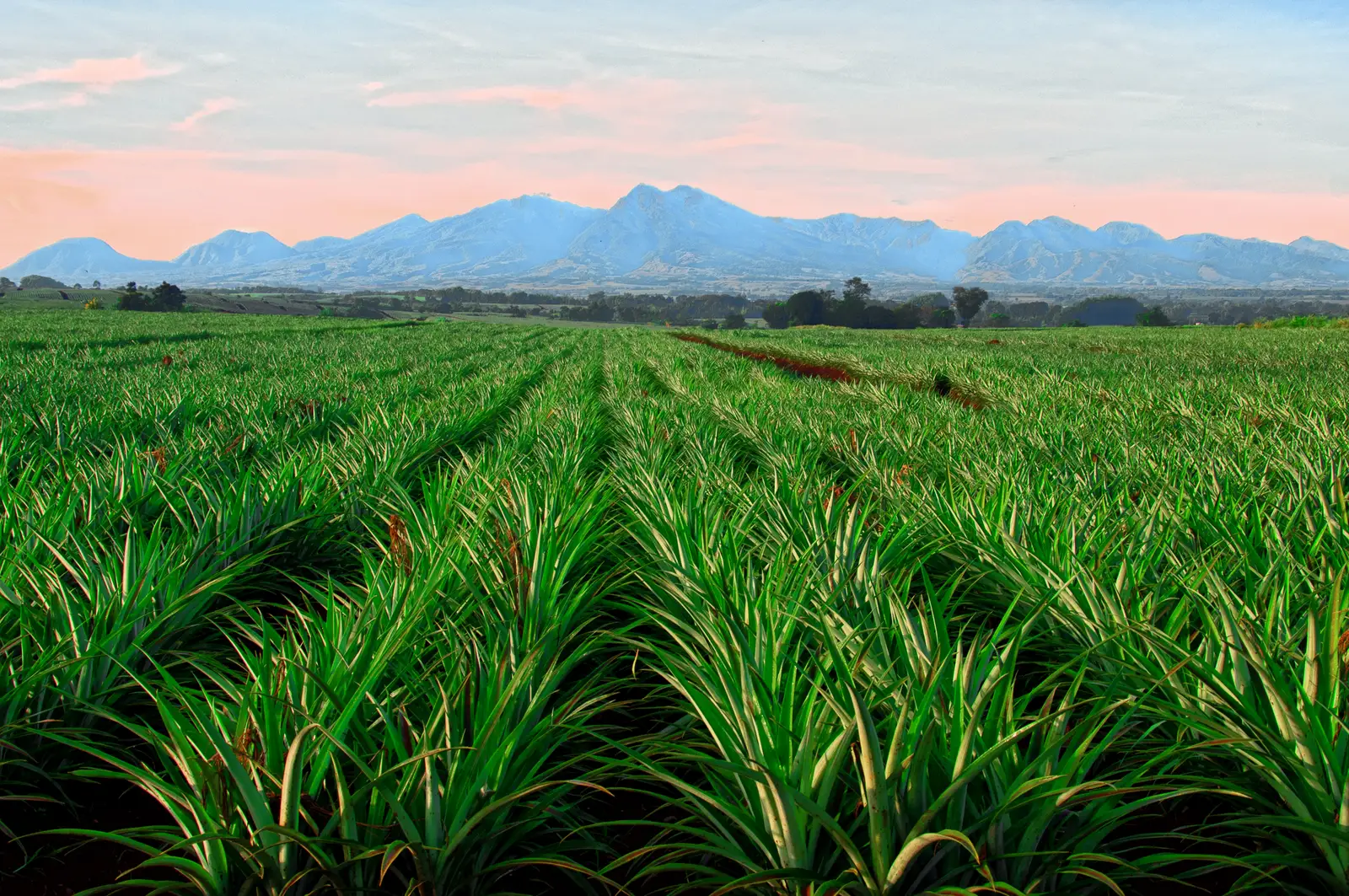 Rows of pineapple plants in Bukidnon below the Mount Kitanglad range under a pink sky