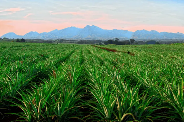 Long rows of pineapple plants below the Kitanglad mountain range