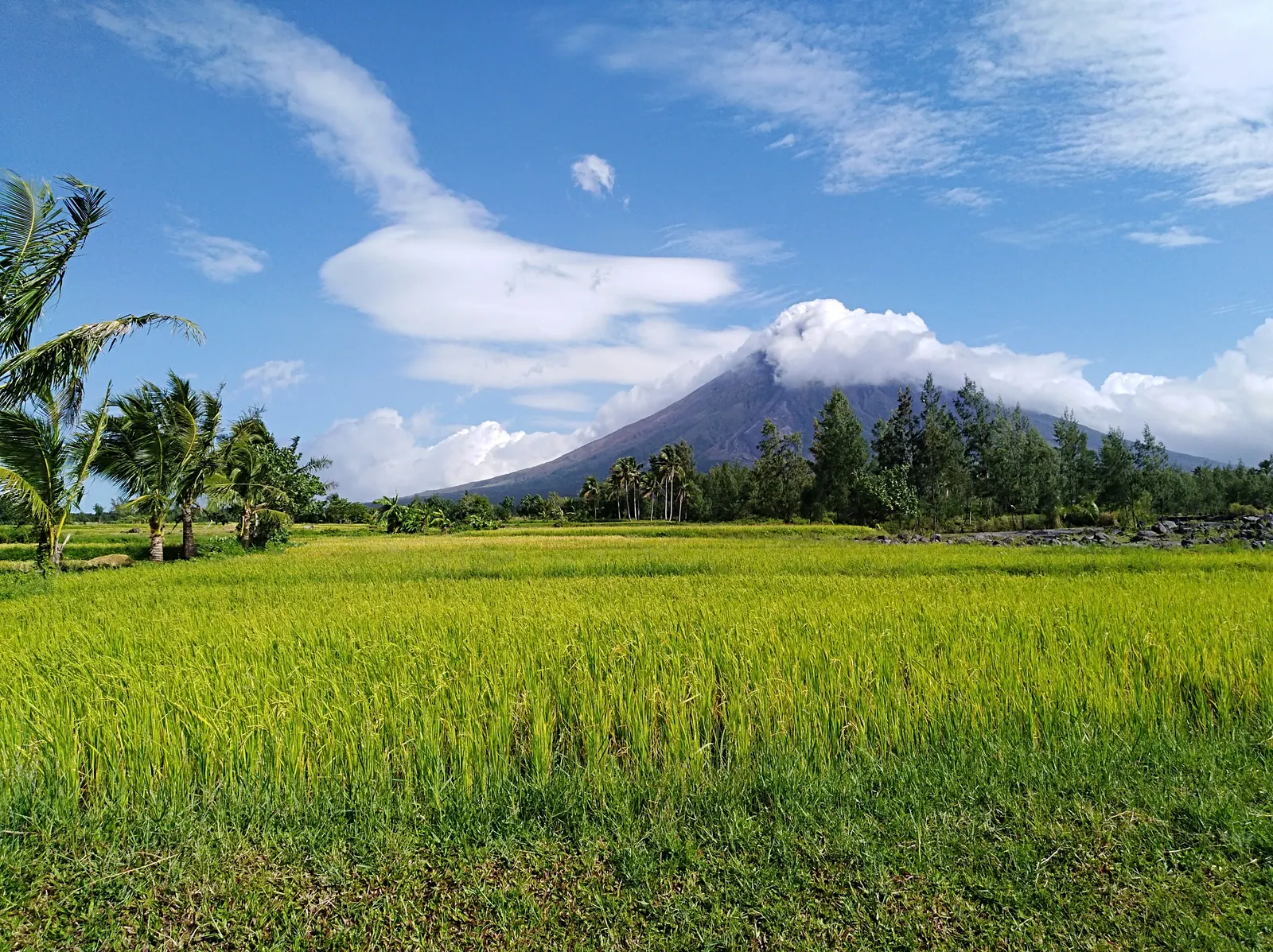 Ripening rice fields and coconut palms below Mayon Volcano in Albay, Bicol