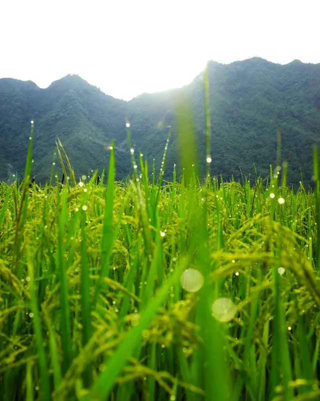 Morning dew on green rice plants in the Batad terraces, Ifugao