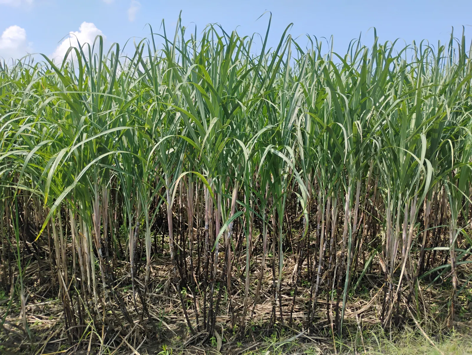 Tall green sugarcane growing in a field in Talisay, Negros Occidental