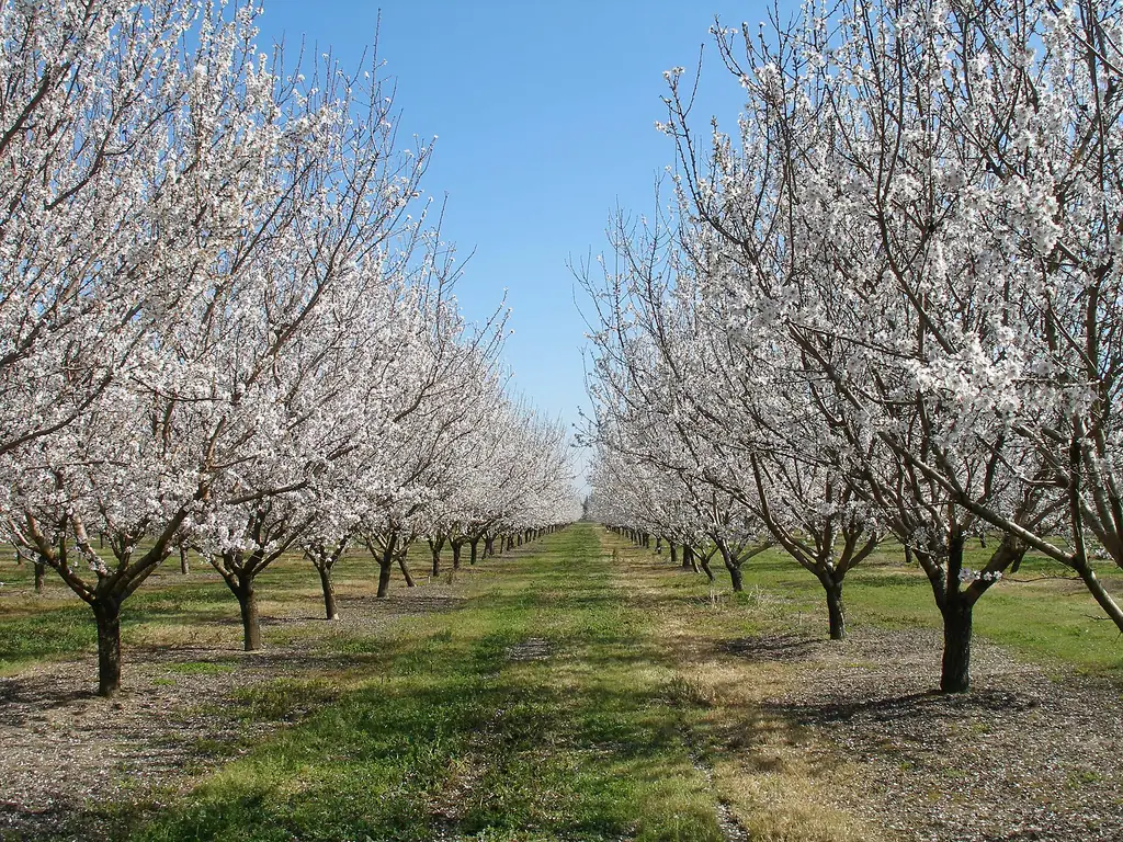 Rows of almond trees in white spring blossom in an orchard at Hickman, in California’s Central Valley